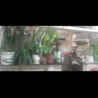 همخونه آقا یک نفر|اجارهٔ آپارتمان|تهران, سبلان (لشگر)|دیوار