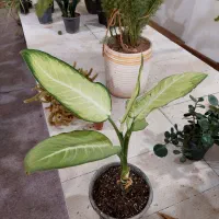 حراج انواع دیفن باخیا