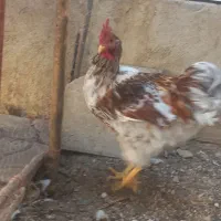 یک خروس زینتی ویاندوت وارداتی