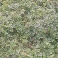 نهال توت فرنگی سابرینا|خدمات باغبانی و درختکاری|دلند, |دیوار