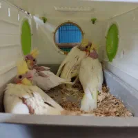 عروس هلندی باجوجه وقفس،خنداب