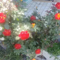 باغ-کارگاه-صنعتی-سوله-4دیواری-استبل