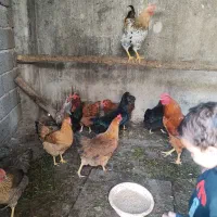 مرغ محلی تخم گذار|حیوانات مزرعه|شلمان, |دیوار