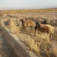 قوچ همو با میش هترو|حیوانات مزرعه|بسطام, |دیوار