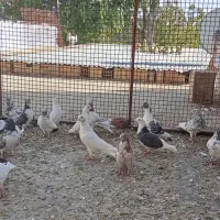 کبوترپرشی ورنگی|پرنده|ابهر, |دیوار