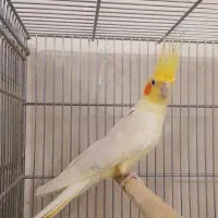 ماده لوتینو ۵تخم