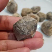 فسیل صدف|کلکسیون اشیاء عتیقه|گنبد کاووس, |دیوار