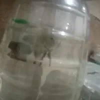 یک عدد اسکار سلطنتی|ماهی|تربت‌حیدریه, کوی شهید احمدزاده ملکی|دیوار