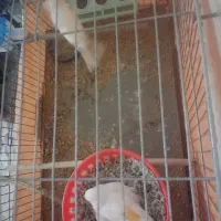 جفت قناری مولد موزاییکی اورجینال