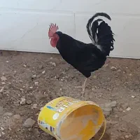 خروس سیاه