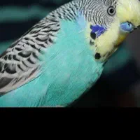 فروش یک جفت مرغ عشق آماده ای تخم گذاری