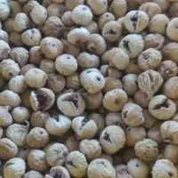انجیر صدیک‌ و پرک درجه یک|عمده‌فروشی|شیراز, انجیر|دیوار