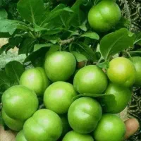 فروش نهال آلوچه(گوجه سبز)