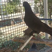 زاغ نر عربی پرشی