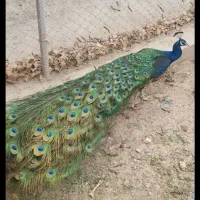 طاووس طاوس جوجه|پرنده|اصفهان, نصرآباد|دیوار