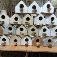 تولید و پخش انواع لانه پرنده