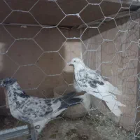 کبوتر|پرنده|گلپایگان, |دیوار