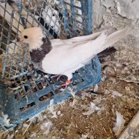 چشنوک طوقی ماده|پرنده|مسجد سلیمان, |دیوار