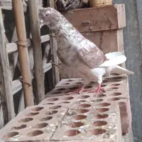 کبوتر|پرنده|جیرفت, |دیوار