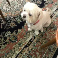 واگذاری سگ ماده شیتسو مالتیز|سگ|نوشهر, |دیوار