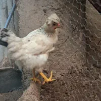 باسلام سه مرغ