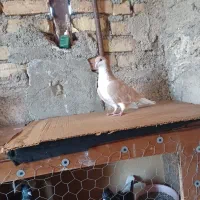 کبوتر نر|پرنده|اقبالیه, |دیوار