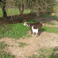 بز وبیگ|حیوانات مزرعه|گتوند, |دیوار