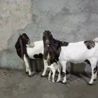 ۲ بز گلابی وکاموری اصل|حیوانات مزرعه|بروجرد, |دیوار