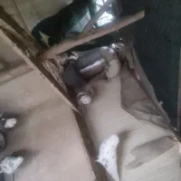 کبوتر پرشی|پرنده|شهریار, رضی آباد پایین|دیوار