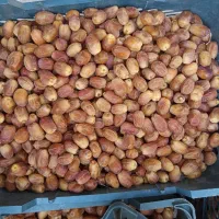 قصب زاهدی از باغات شهرستان فراشبند فارس|خوردنی و آشامیدنی|فراشبند, |دیوار