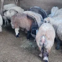 ۲۳ راس بره چاق