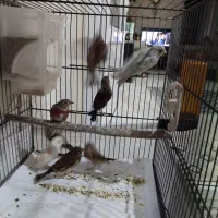 سینه سرخ وقناری