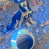 واگذاری سگ|سگ|نرماشیر, |دیوار