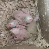 جوجه عروس هلندی|پرنده|مشهد, بهمن|دیوار