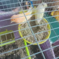 جفت قناری|پرنده|تربت‌حیدریه, پائین ولایت|دیوار