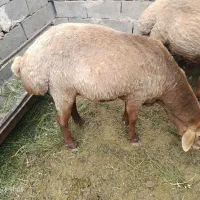 گوسفند|حیوانات مزرعه|سربیشه, |دیوار