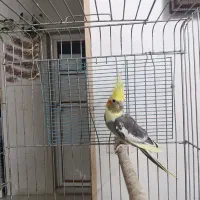 عروس هلندی ابلغ زیبا ماده آماده جفتگیری|پرنده|شیراز, آبیاری|دیوار