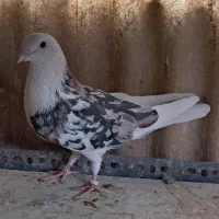 کبوتر پرشی(اسلامشهر)