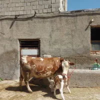 سیمنتال فوق مونتی بیلیارد .گوسالش نر ‌.ادرس مراغه
