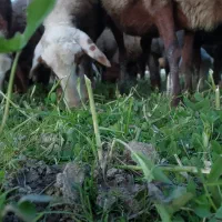 اجاره زمین برای گشت علوفه دام و چرای گوسفند