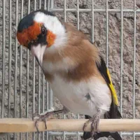 سهره نر قرص بخون