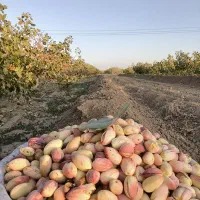 پسته اکبری  درشت  مناسب شب یلدا