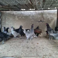 فروش مرغ و خروس ایام سمانی و آراکانا و امرکانا|حیوانات مزرعه|قائمشهر, |دیوار