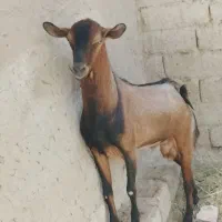 کره نره|حیوانات مزرعه|زابل, |دیوار