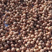 فروش عمده لیمو عمانی