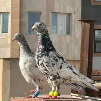 کبوتر هفترنگ