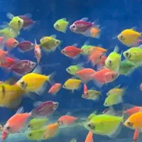 زبرا وکالرویدو رنگ بندی کامل