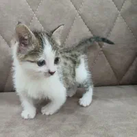 واگذاری بچه گربه