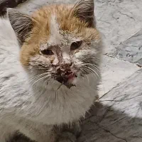 گربه آسیب دیده نیاز به  دامپزشکی ملارد سرآسیاب