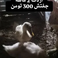 یک جفت اردک و مرغ و خروس سلطان